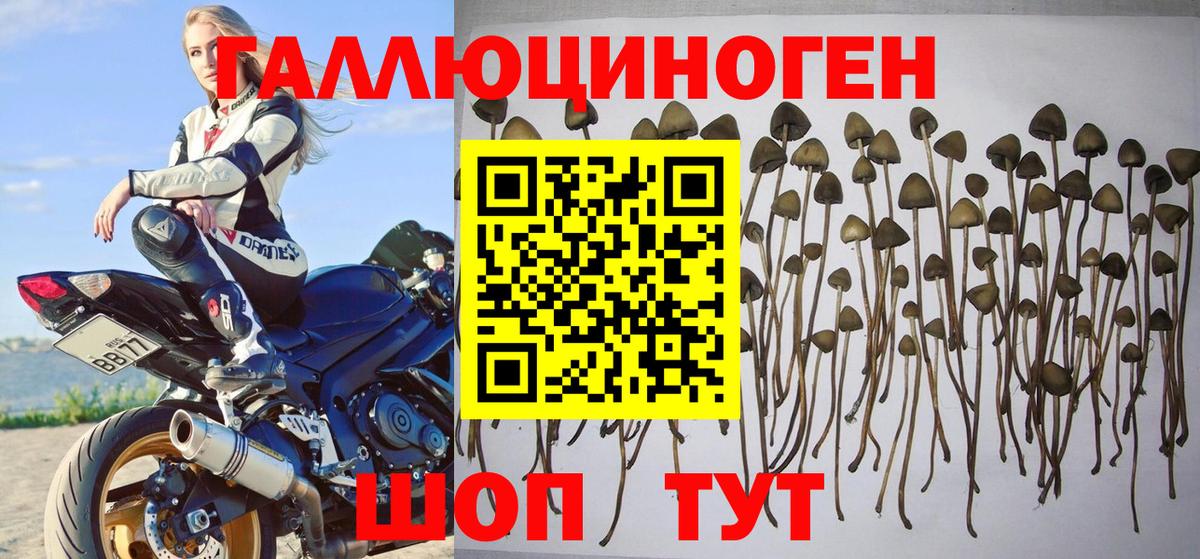 Галлюциногенные грибы мухоморы Долгопрудный
